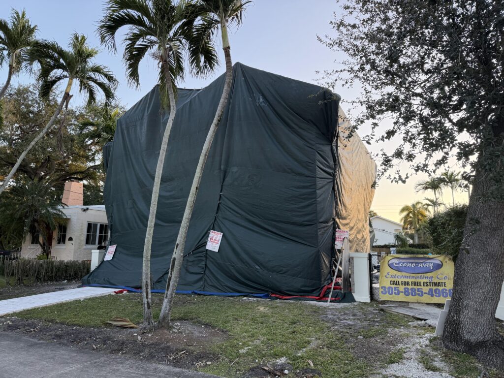 disinfestazione termiti Miami
