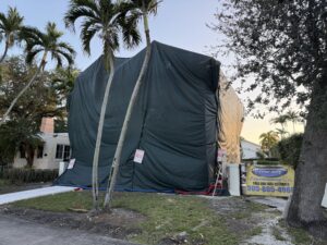 disinfestazione termiti Miami