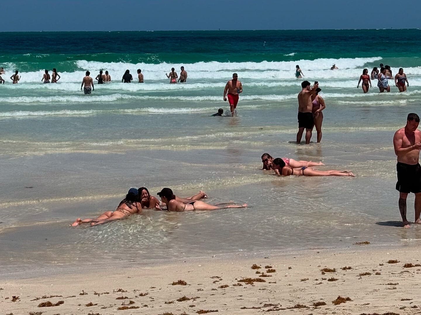 Sargassum Miami
