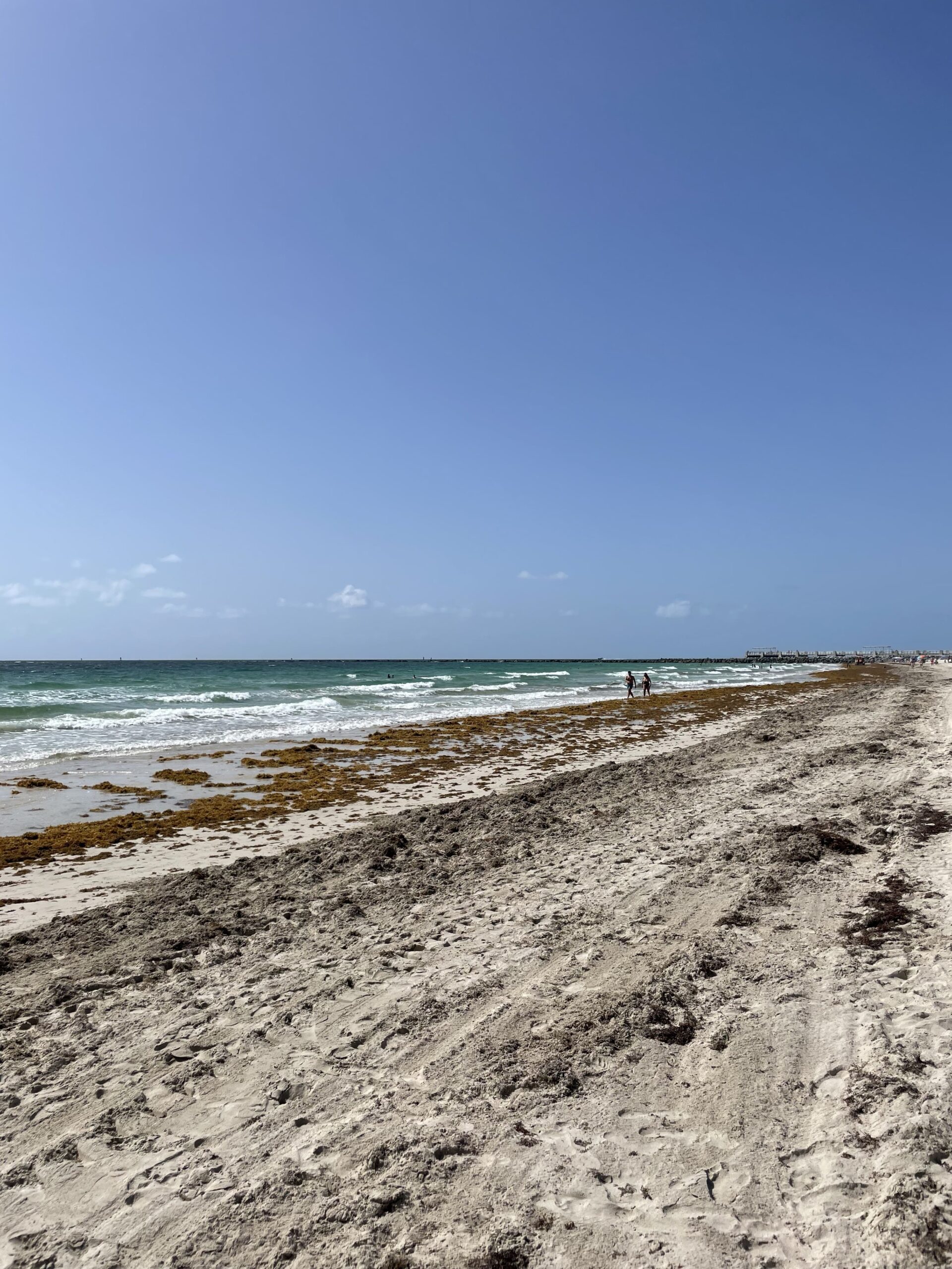 Sargassum Miami