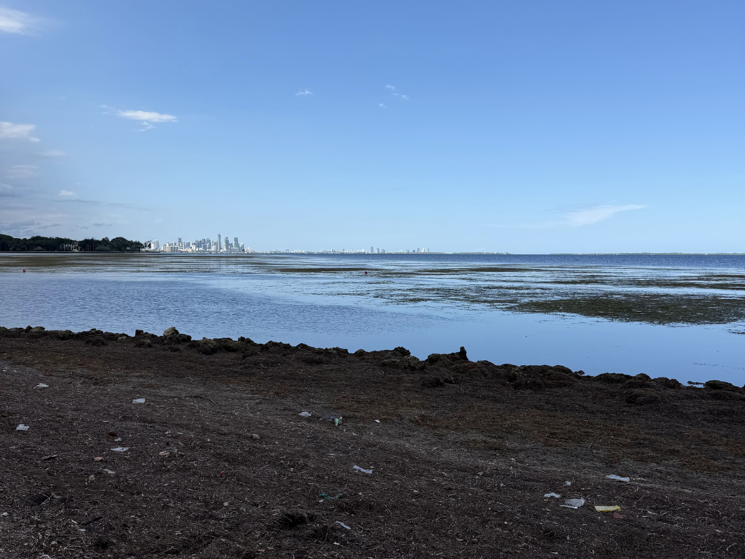 Sargassum Miami